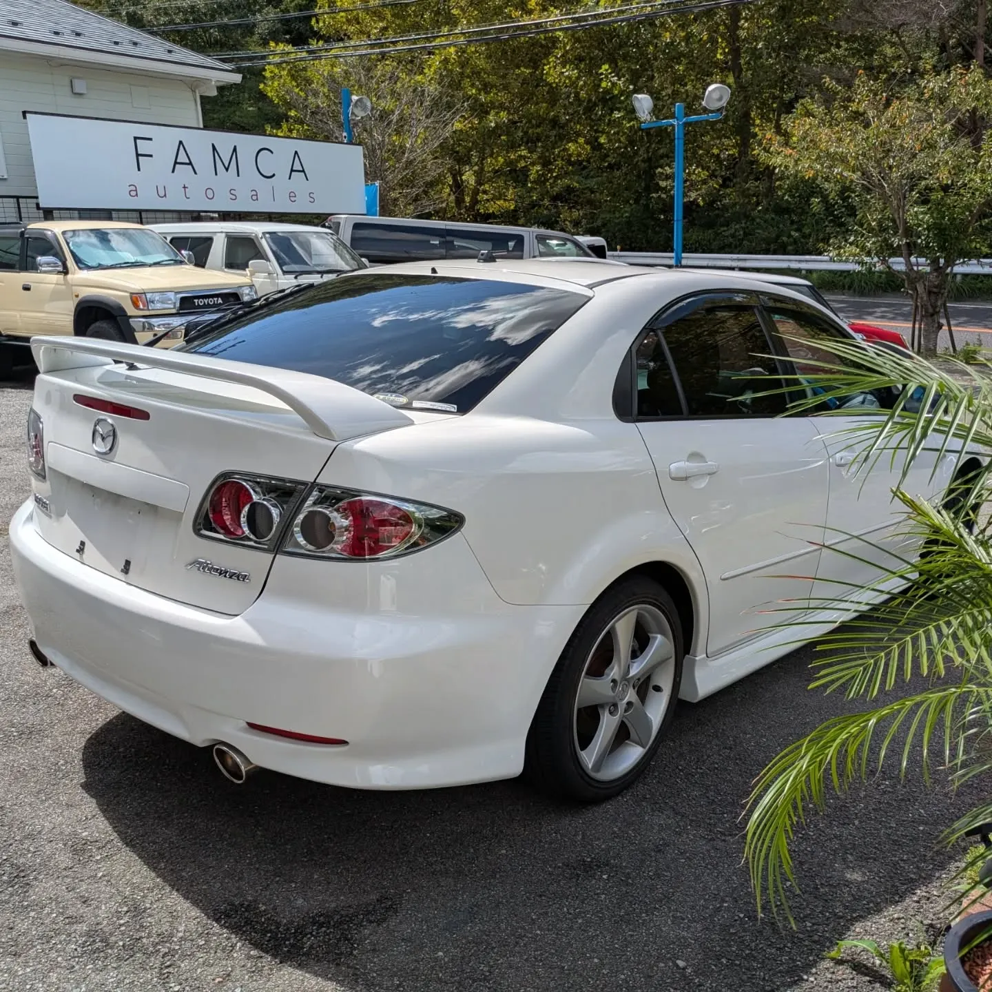 新入荷情報🌴